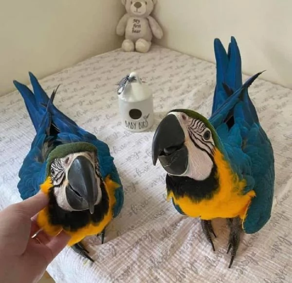Pappagallo Ara Ararauna giallo e blu | Foto 0