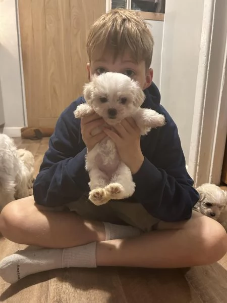 Cuccioli di maltese disponibili | Foto 3