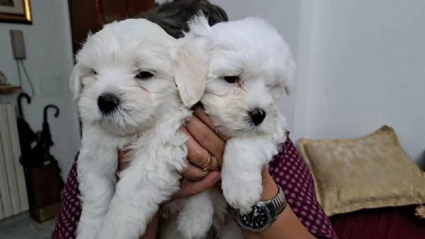 Cuccioli di maltese disponibili