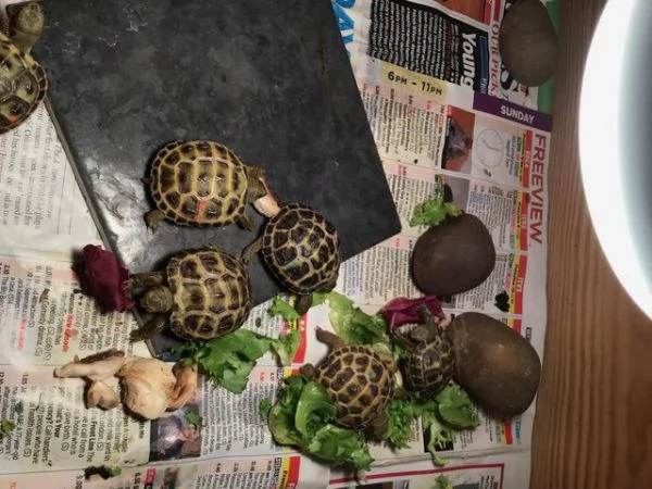 Tartarughe di terra con cites | Foto 3