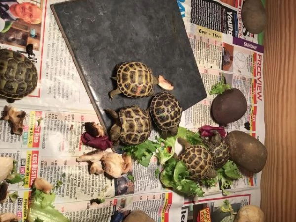 Tartarughe di terra con cites | Foto 2