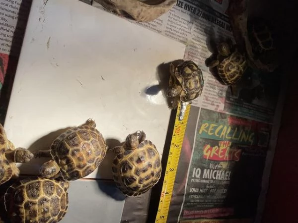 Tartarughe di terra con cites | Foto 1