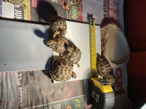 Tartarughe di terra con cites | Foto 0