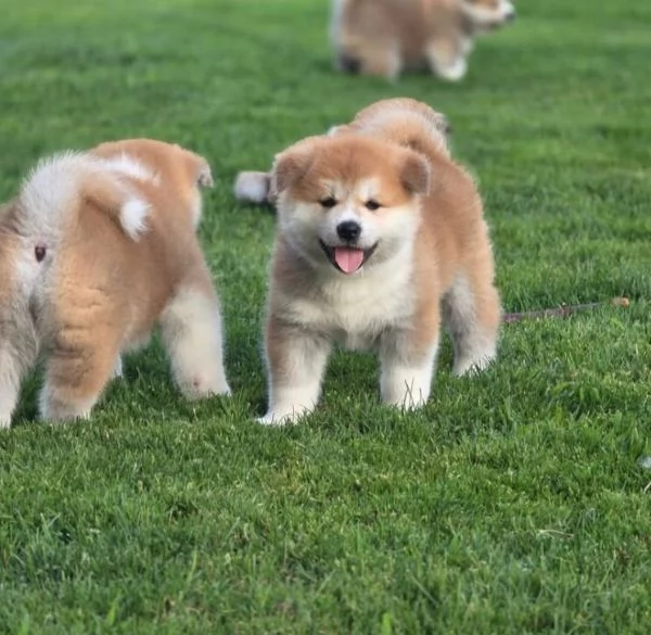 Akita Inu  cuccioli maschio e femmina