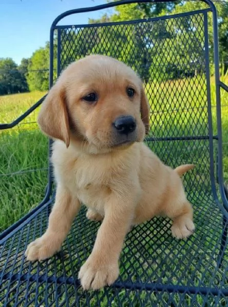 Golden Retriever cuccioli maschio e femmina