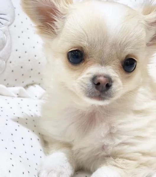 Chihuahua Toy cuccioli maschio e femmina | Foto 0