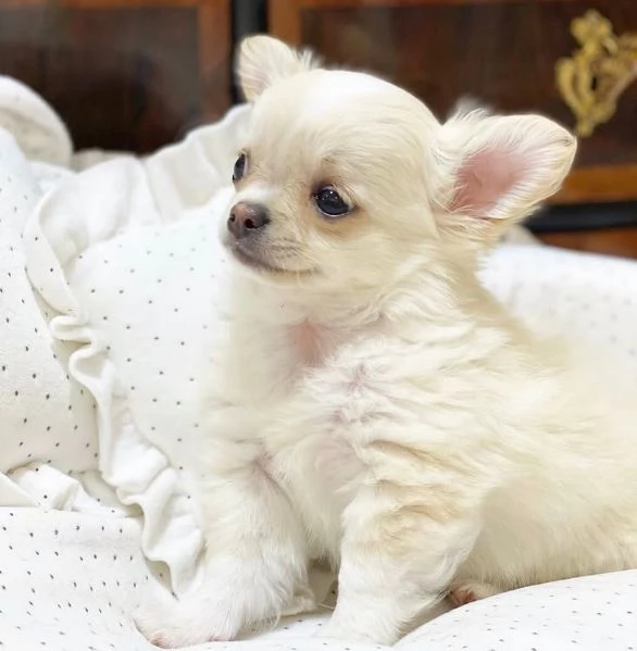 Chihuahua Toy cuccioli maschio e femmina