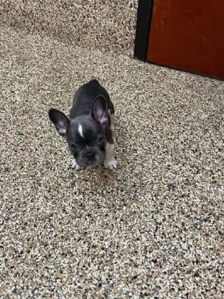 Bulldog Francese cuccioli maschio e femmina | Foto 0
