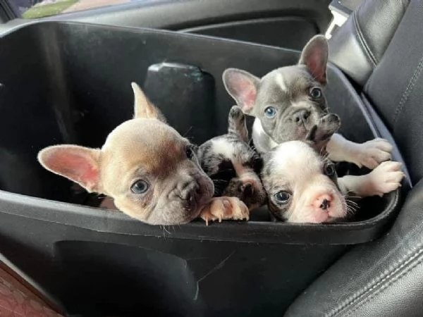 Bulldog Francese cuccioli maschio e femmina