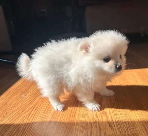  Pomeranian Toy cuccioli maschio e femmina | Foto 0