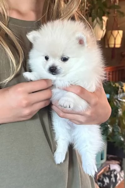  Pomeranian Toy cuccioli maschio e femmina