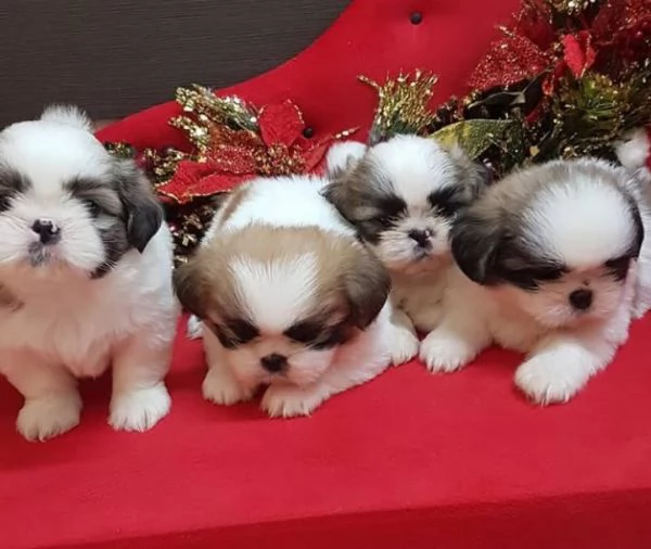 Shitzu mini cuccioli maschio e femmina