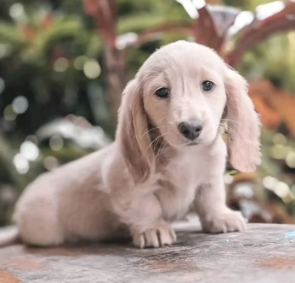 Mini bassotto nana cuccioli maschio e femmina