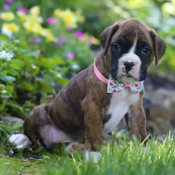 Boxers  cuccioli maschio e femmina | Foto 0