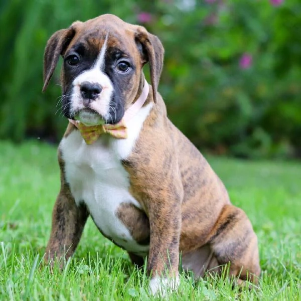 Boxers  cuccioli maschio e femmina