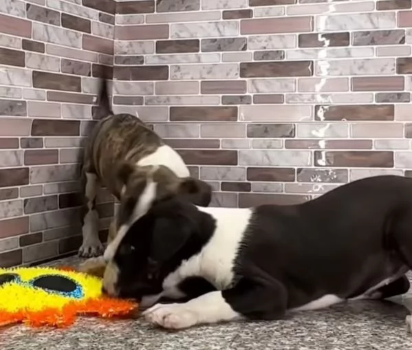 Bull terrier cuccioli maschio e femmina | Foto 1