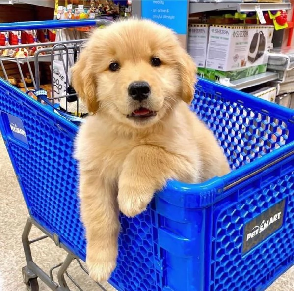 Golden retriever cuccioli maschio e femmina | Foto 1