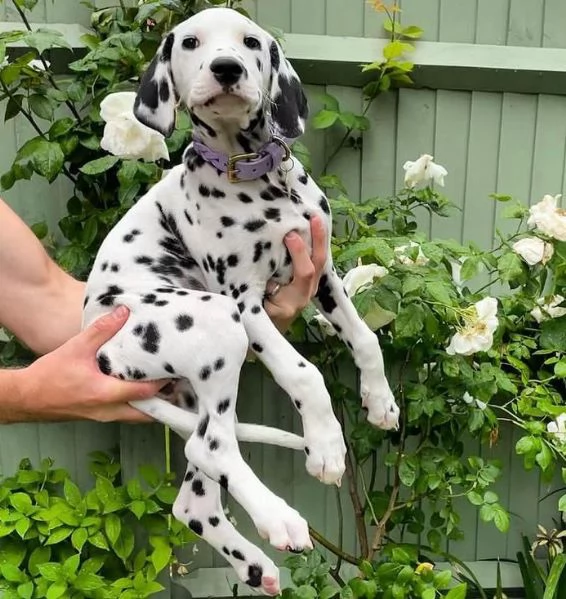 Dalmata  cuccioli maschio e femmina | Foto 1