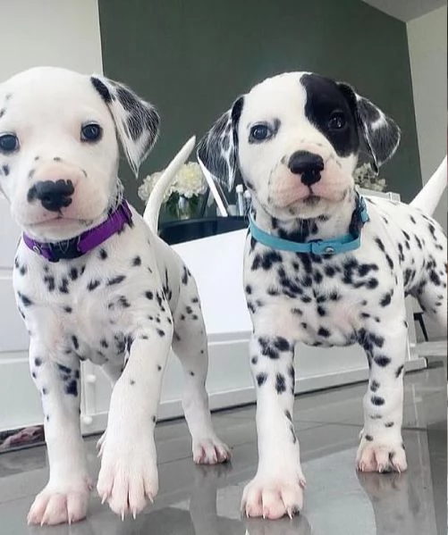 Dalmata  cuccioli maschio e femmina