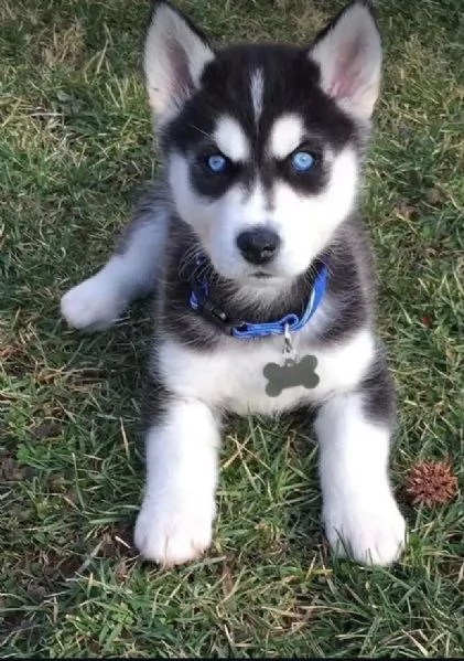 Husky cuccioli maschio e femmina