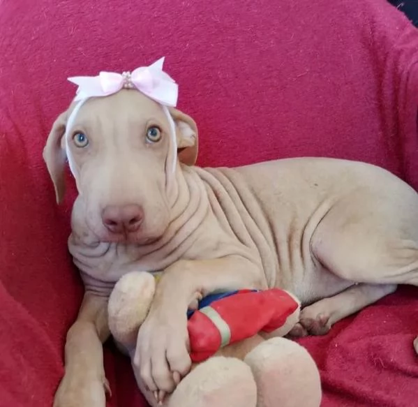 Dobbermann cuccioli maschio e femmina