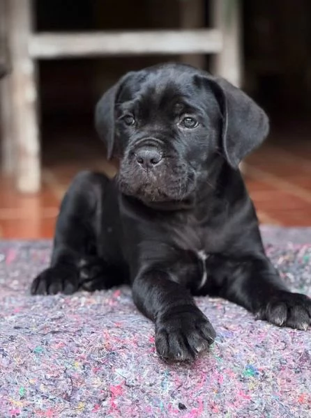 Cane corso  cuccioli maschio e femmina | Foto 1