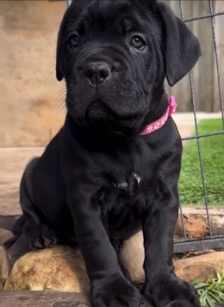 Cane corso  cuccioli maschio e femmina | Foto 0