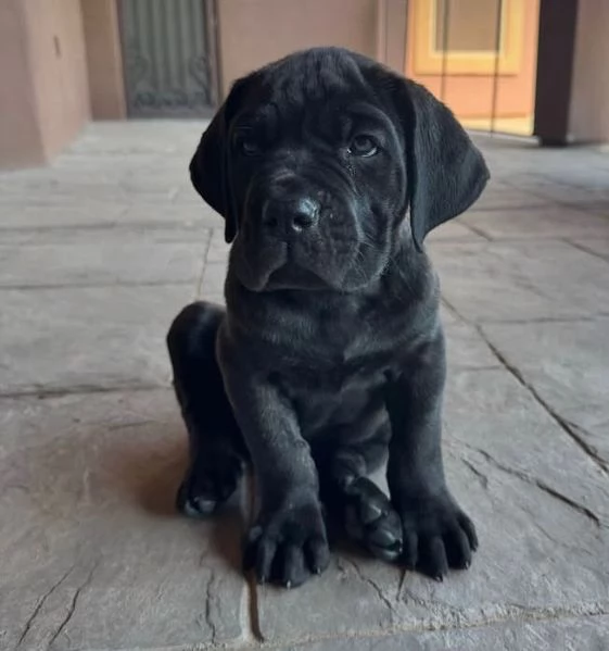 Cane corso  cuccioli maschio e femmina