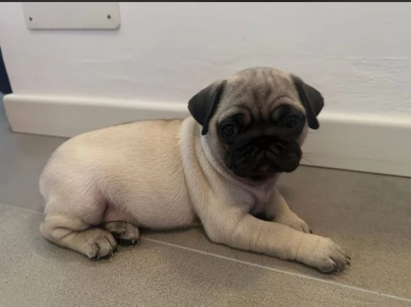  Carlino Pug cuccioli maschio e femmina | Foto 2