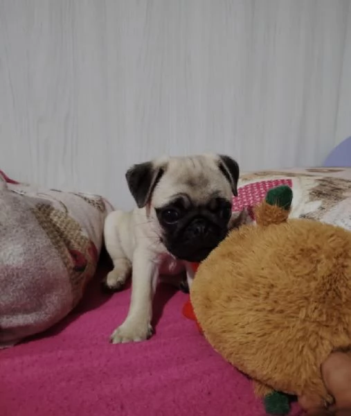  Carlino Pug cuccioli maschio e femmina | Foto 1