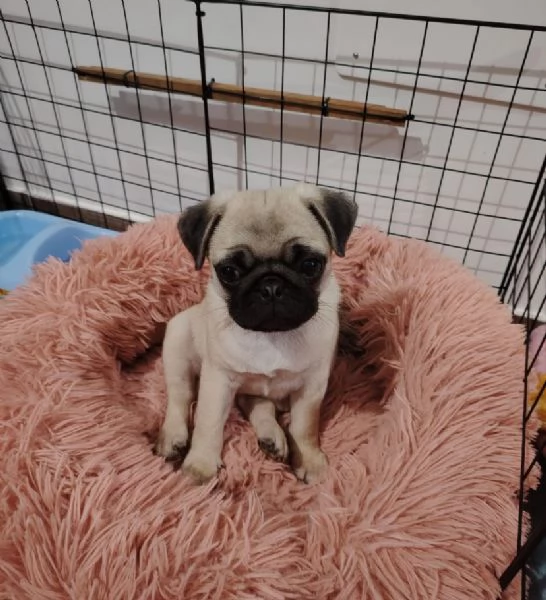  Carlino Pug cuccioli maschio e femmina
