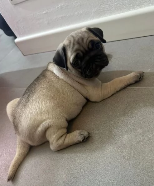  Carlino Pug cuccioli maschio e femmina | Foto 0