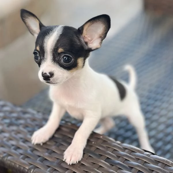 Chihuahua Toy cuccioli maschio e femmina