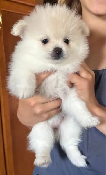  Pomeranian Toy cuccioli maschio e femmina | Foto 0