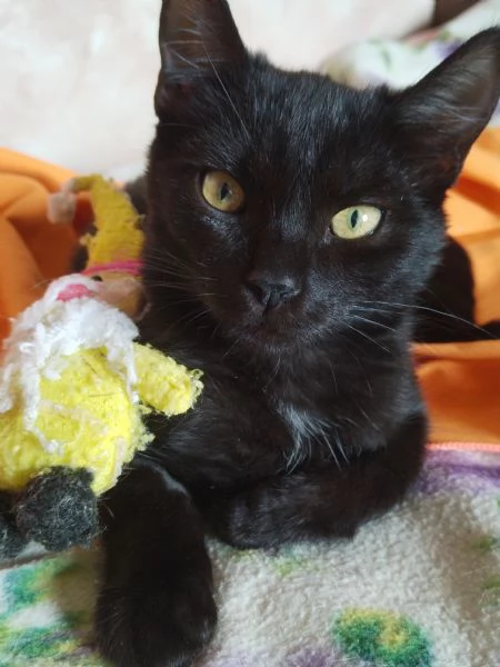 Milo 
