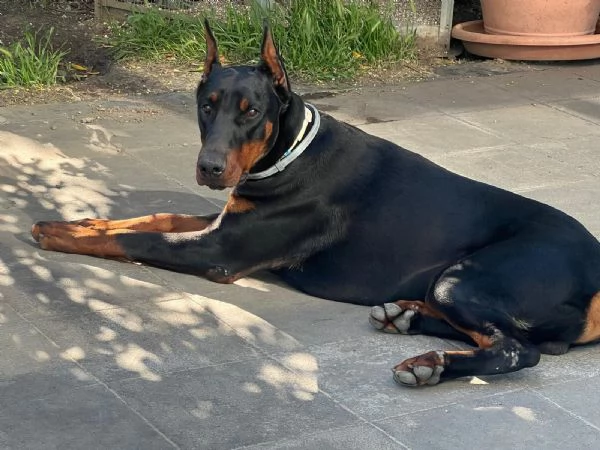 Cuccioli di Dobermann a Messina affrettati ad incontrare il tuo amico a 4 zampe