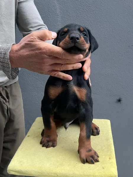 Cuccioli di Dobermann a Messina affrettati ad incontrare il tuo amico a 4 zampe | Foto 5