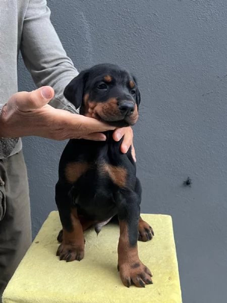Cuccioli di Dobermann a Messina affrettati ad incontrare il tuo amico a 4 zampe | Foto 4