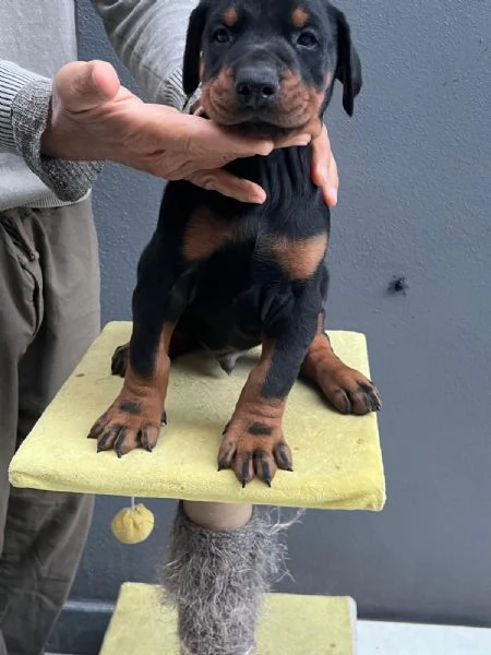 Cuccioli di Dobermann a Messina affrettati ad incontrare il tuo amico a 4 zampe | Foto 3