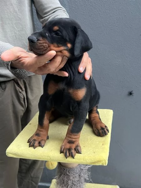 Cuccioli di Dobermann a Messina affrettati ad incontrare il tuo amico a 4 zampe | Foto 2