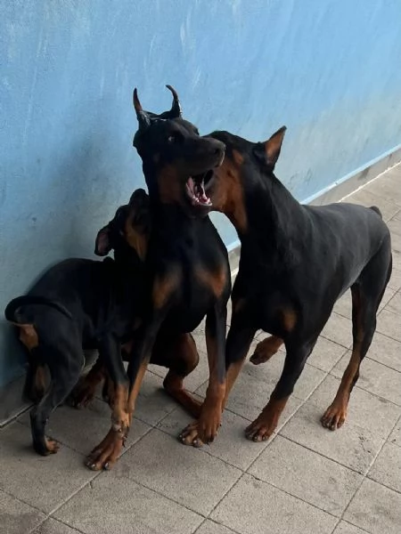 Cuccioli di Dobermann a Messina affrettati ad incontrare il tuo amico a 4 zampe | Foto 0
