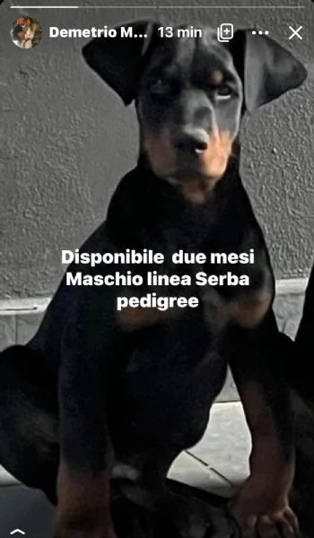 Ultimo Cucciolo Doberman linea Serba rimasto  | Foto 2