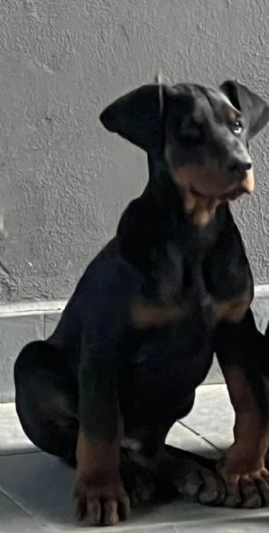 Ultimo Cucciolo Doberman linea Serba rimasto  | Foto 1