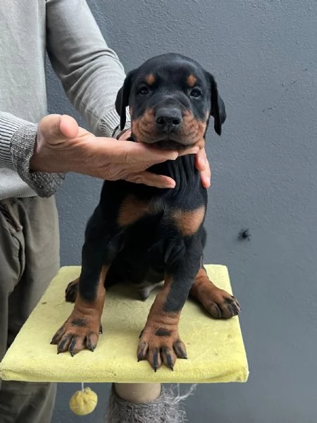 Ultimo Cucciolo Doberman linea Serba rimasto 