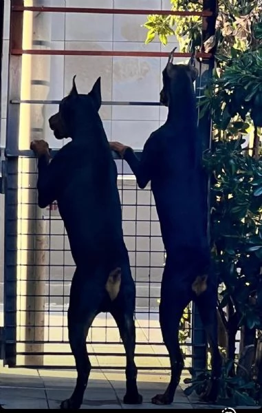 vendesi femmina Dobermann con pedigree vaccinata  | Foto 1