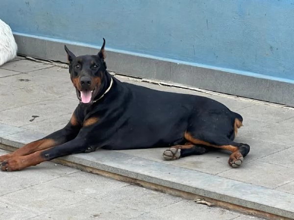 vendesi femmina Dobermann con pedigree vaccinata 