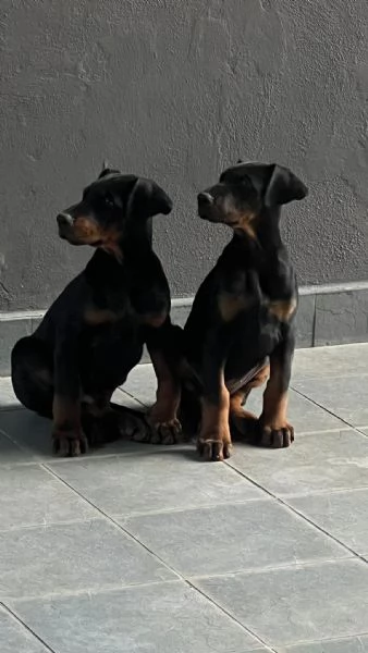 ultimo maschio dobermann | Foto 1