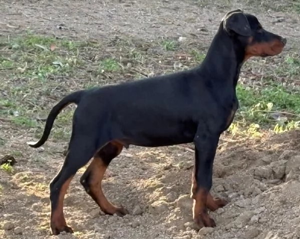 vendesi cucciolo Doberman  | Foto 3