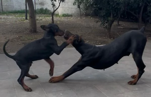 cucciolo doberman maschio  | Foto 2