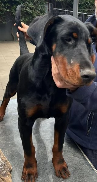 cucciolo doberman maschio  | Foto 1
